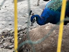 -丽泽山庄·生态怀柔菜·虹鳟鱼(红螺寺店)