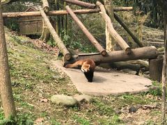 -都江堰中华大熊猫苑