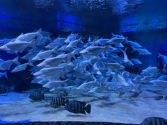 -成都浩海立方海洋公园