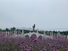 -北京东方普罗旺斯薰衣草庄园