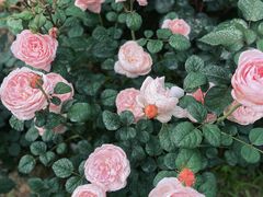 -鹅湖玫瑰文化园