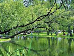 -上海共青森林公园