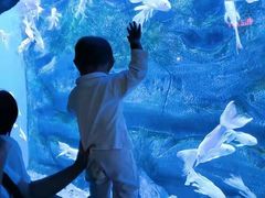 -芜湖新华联大白鲸海洋公园