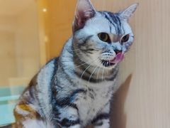 -Pets First伊珊娜洗护·精致美容·家庭式寄养(新会路店)