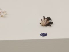 -青岛贝壳博物馆