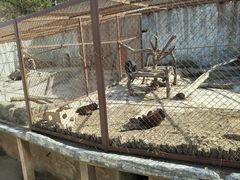 -大连森林动物园