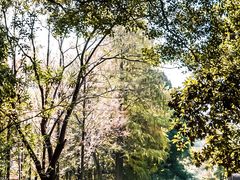-东湖落雁景区