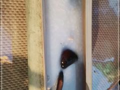 -火咂咂竹筒宴(告庄店)