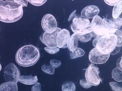 -大连老虎滩海洋公园