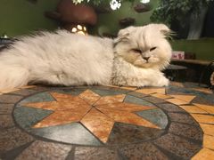 -猫猫幼稚园·撸猫·桌游·电玩