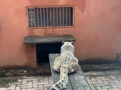 -青藏高原野生动物园