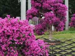 -莲花山公园