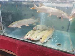 -新疆风味冷水鱼庄(友谊峰路店)