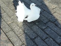 -基督救世主主教座堂