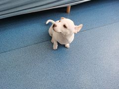-创凡宠物医院·骨专科  猫科中心(西乡分院)