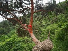 -金龙寺国家森林公园