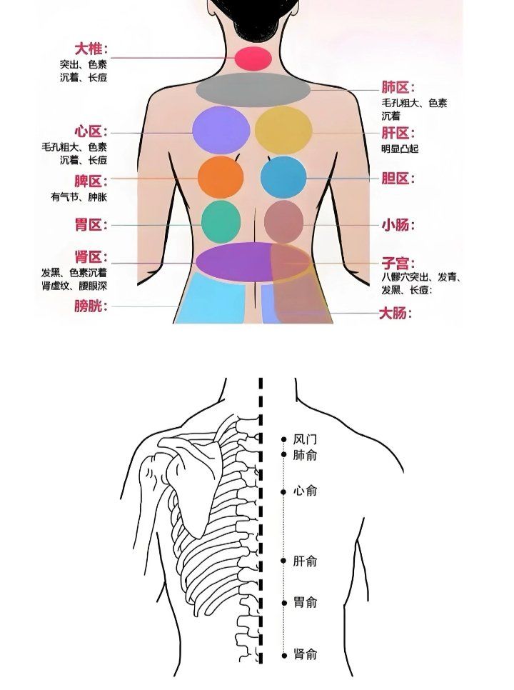 背部主要作用于足太阳膀胱经,好处如下