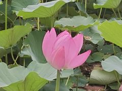 -静之湖湖畔餐厅