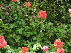 -人民公园(罗湖区)