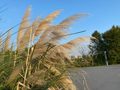 -春花秋色城市公园