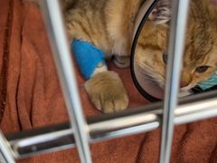 -艾贝尔宠物医院·24H转诊中心·肿瘤猫专科(江宁双龙店)