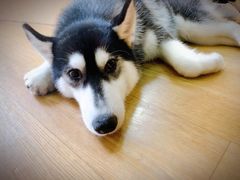 -Husky Go! 哈士奇体验馆·宠物咖啡厅狗咖