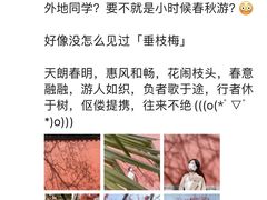 -梅花山(明孝陵内)