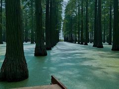 -渌洋湖湿地公园