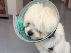 -宠物星动物医院·眼科·异宠·猫科(江南大道总院)