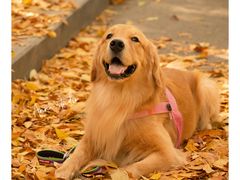 -三里屯东五街银杏大道