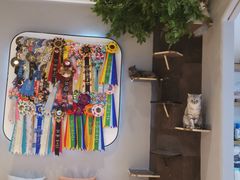 -啵啵喵·猫咖(攀华国际店)