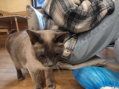 -滚猫咖啡·猫咖·猫友好撸猫(未来城店)