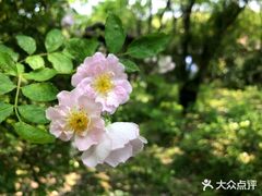 -鹅湖玫瑰文化园