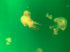 -福州罗源湾海洋世界旅游区