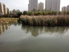-前关湿地公园