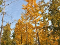 -汉长安城未央宫国家考古遗址公园