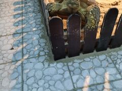 -上海大自然野生昆虫馆(东方明珠·爬宠昆虫探索中心)
