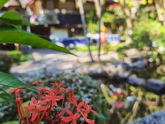 -西双版纳傣族园