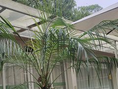 -芭厘农庄老字号·清远鸡