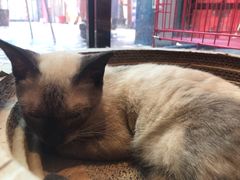 -猫咪博物馆(顶澳仔猫街店)