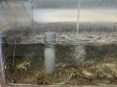 -水岸居湖景农家乐·阳澄湖大闸蟹