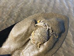 -启东黄金海滩景区