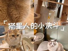 -有喵·猫咖·狗咖·30几只猫10只小狗(岗厦店)