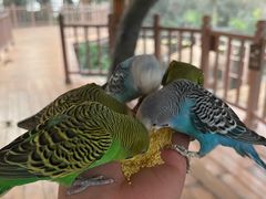 -南宫五洲植物乐园