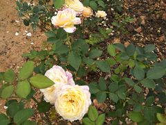 -松山湖梦幻百花洲