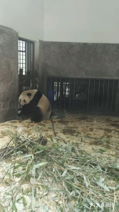 成都大熊猫繁育研究基地图片