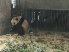 -成都大熊猫繁育研究基地
