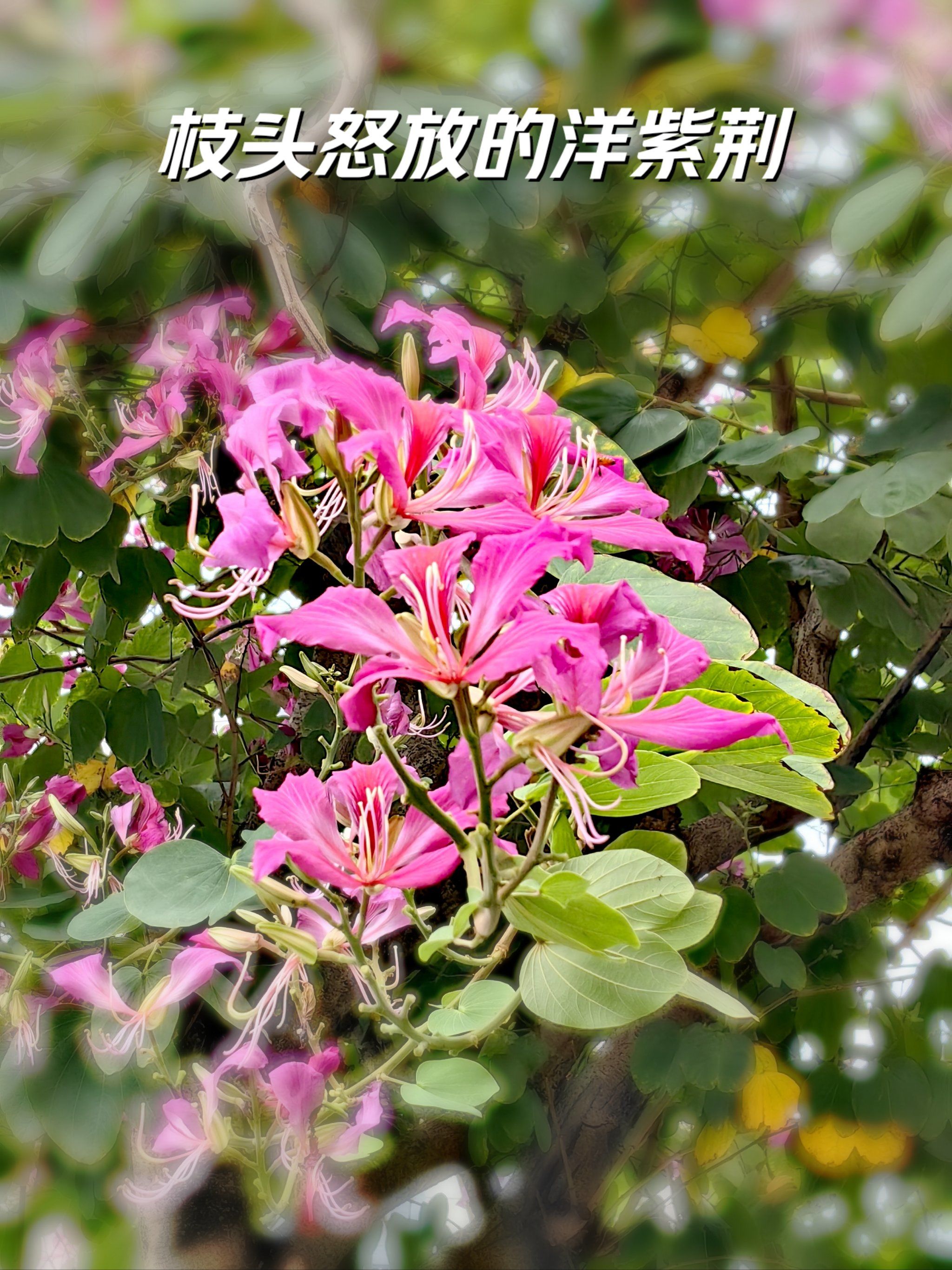 枝头怒放的洋紫荆