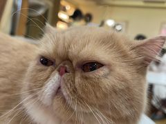 -滚猫咖啡·猫咖·猫友好撸猫(未来城店)