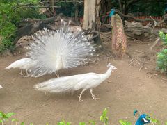 -广州长隆飞鸟乐园